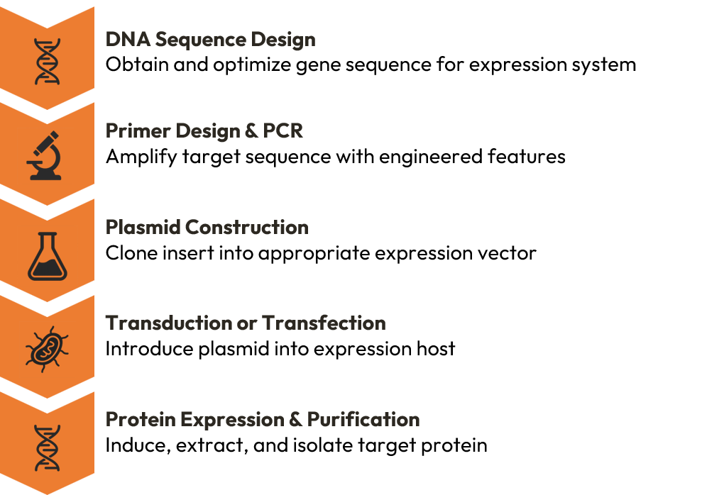 gene to protein workflow