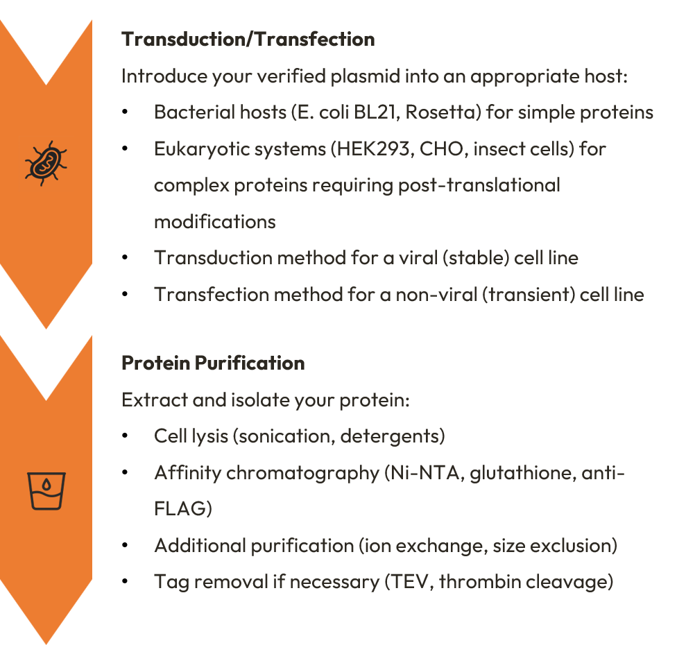transduction vs transfection