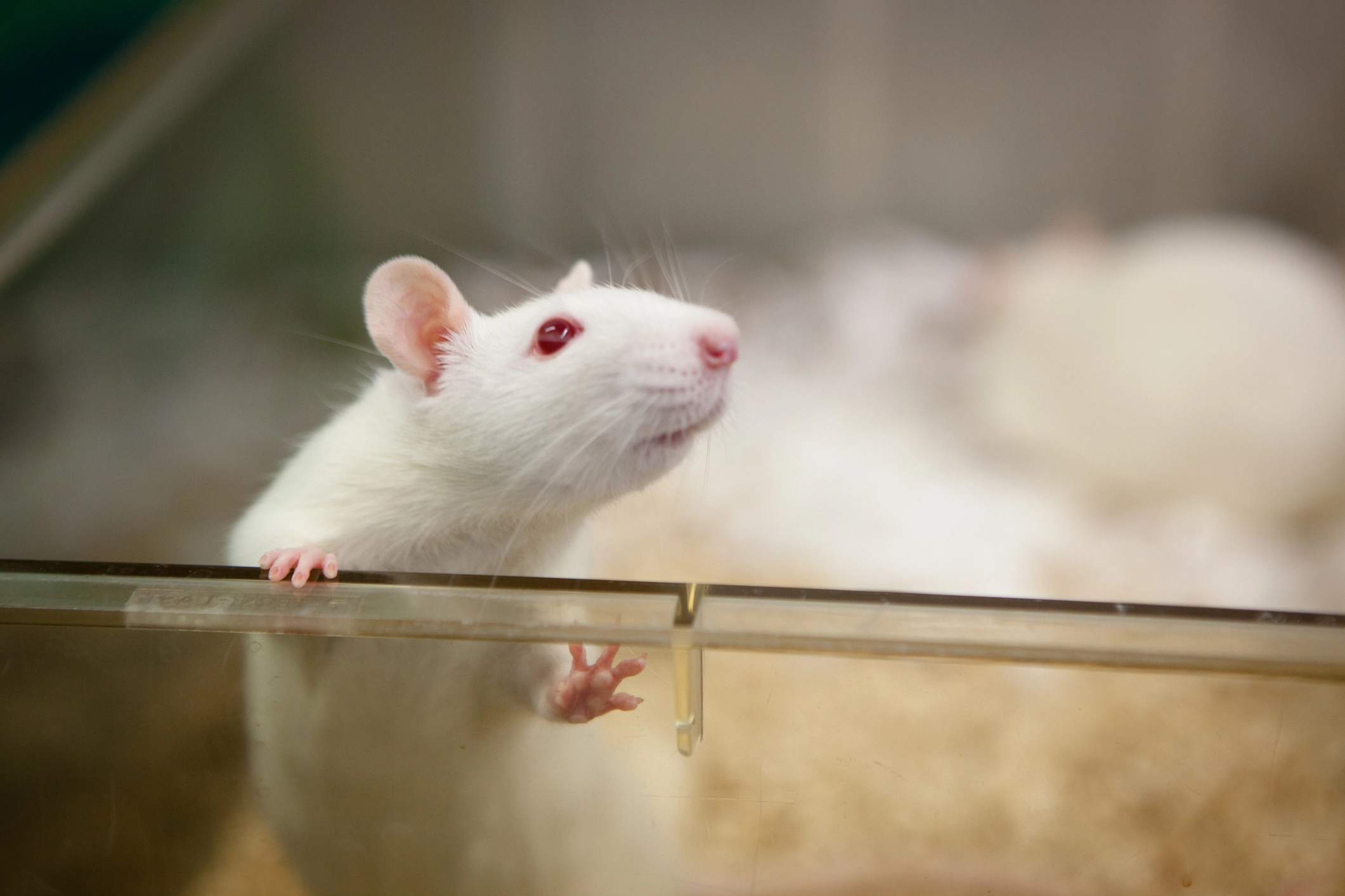 best lims for in vivo and preclinical research
